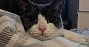 Yuffie is registered to the contest to win money with this photo: animal, bedroom, black_and_white_cat, blanket, blurred_background, cat, cozy, cute, domestic_cat, drape, face, furniture, indoor, pet, pink_nose, relaxed, resting, sleepy, television, whiskers
