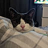 animal, bedroom, black_and_white_cat, blanket, blurred_background, cat, cozy, cute, domestic_cat, drape, face, furniture, indoor, pet, pink_nose, relaxed, resting, sleepy, television, whiskers