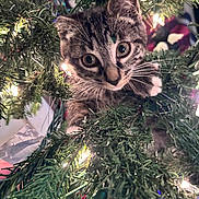 Lucky is registered to the contest to win money with this photo: kitten, cat, tabby, christmas_tree, tree_branches, lights, indoors, holiday, decorations, curious, cute, pet, animal, feline, whiskers, greenery, closeup, playful, festive, young