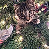 kitten, cat, tabby, christmas_tree, tree_branches, lights, indoors, holiday, decorations, curious, cute, pet, animal, feline, whiskers, greenery, closeup, playful, festive, young