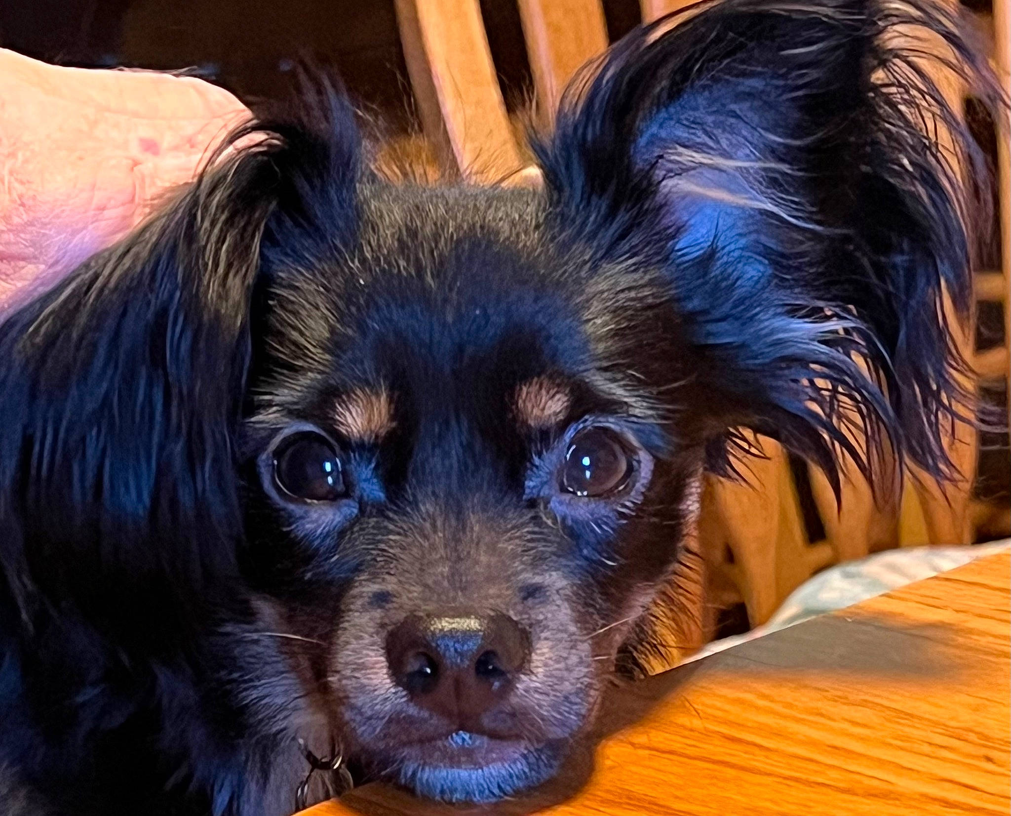 Biscuit joined the competition — help win amazing prizes! canidae, carnivore, companion_dog, dog, dog_breed, ear, eye, fawn, fur, liver, puppy, snout, sporting_group, terrestrial_animal, toy_dog, whiskers, wood, working_animal