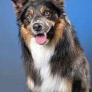 Bob participe au concours pour gagner de l'argent avec cette photo : dog, tricolor, happy, tongue_out, fur, ears, pet, animal, studio, portrait, cute, smiling, sitting, dog_face, canine, furry, background, blue, friendly, alert