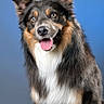 dog, tricolor, happy, tongue_out, fur, ears, pet, animal, studio, portrait, cute, smiling, sitting, dog_face, canine, furry, background, blue, friendly, alert
