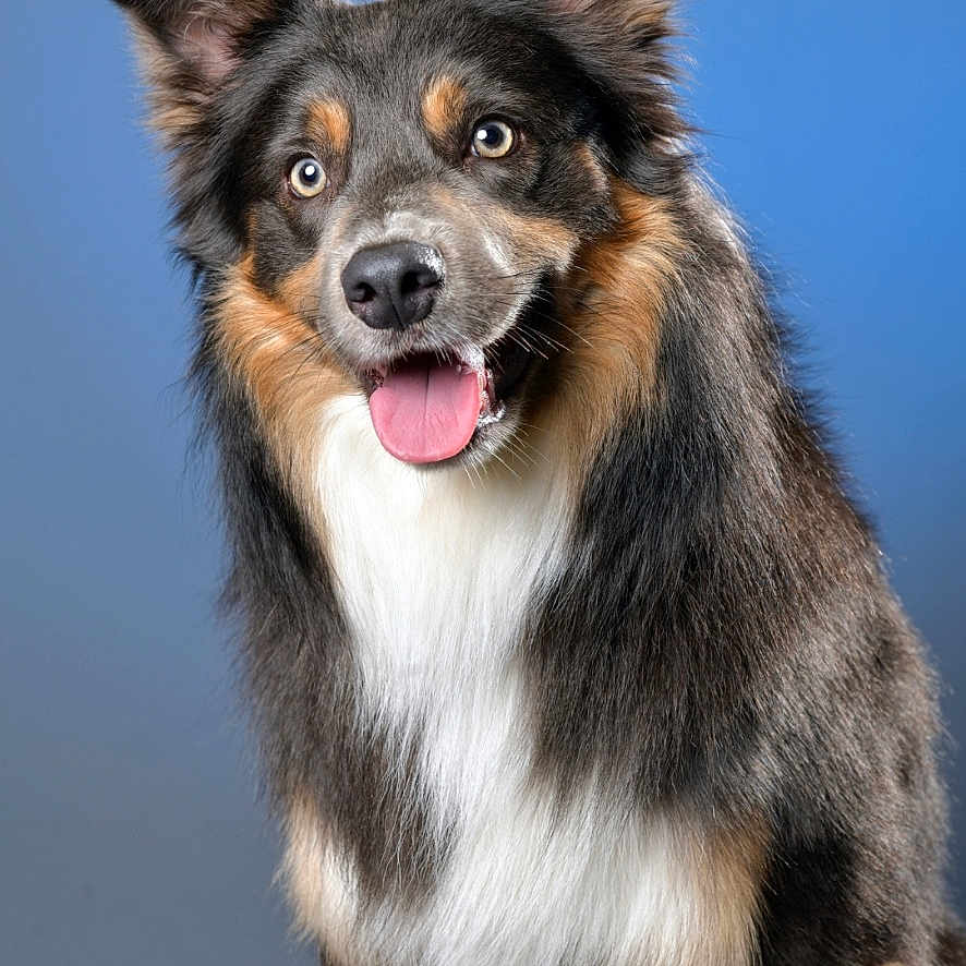 Bob participe au concours pour gagner de l'argent avec cette photo : dog, tricolor, happy, tongue_out, fur, ears, pet, animal, studio, portrait, cute, smiling, sitting, dog_face, canine, furry, background, blue, friendly, alert
