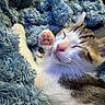 kitten, cat, sleeping, paw, pink_paw, fur, blanket, blue_blanket, cozy, cute, pet, animal, whiskers, relaxed, closeup, soft, indoor, resting, feline, adorable