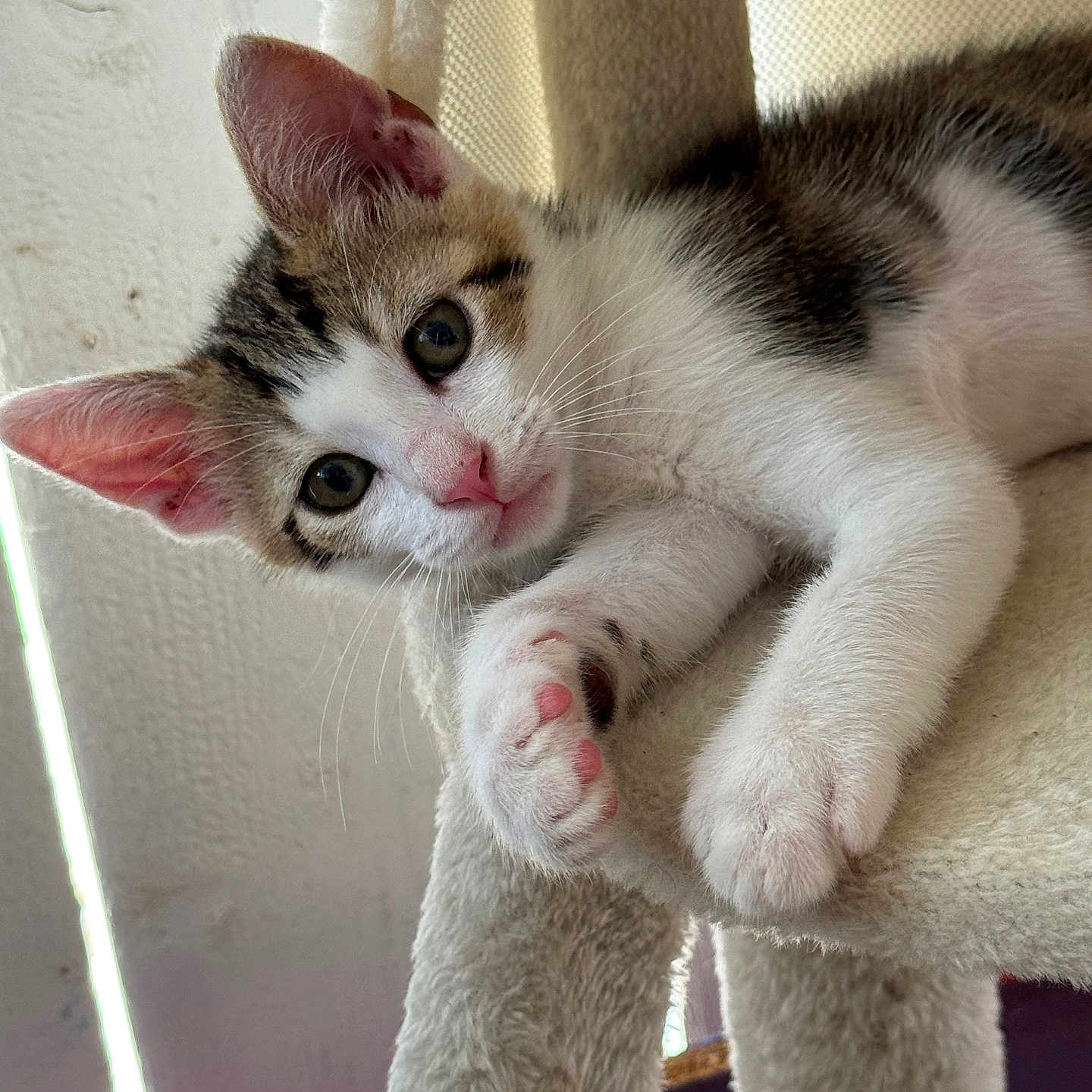 Maïnou a rejoint le concours — aidez-le/la à gagner de superbes lots ! kitten, cat, pet, animal, fur, paw, ears, whiskers, indoor, cat_tree, curious, closeup, cute, relaxed, young, feline, soft, pink_nose, tabby, white