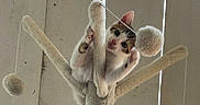 Maïnou participe au concours pour gagner de l'argent avec cette photo : kitten, cat, cat_tree, playful, fuzzy_balls, pet, indoor, wooden_background, curious, paws, perched, animal, young_cat, fur, whiskers, ears, climbing, toy, home, cute