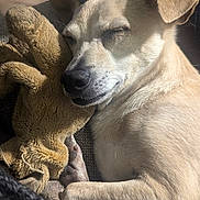 Cosmo joined the competition — help win amazing prizes! animal, close_up, comfort, companion, cozy, cute, dog, fur, indoor, light_brown, peaceful, pet, plush_toy, relaxed, resting, sleeping, snuggling, soft, stuffed_animal, sunlight