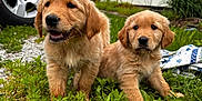 Maple is registered to the contest to win money with this photo: puppy, dog, golden_retriever, grass, outdoor, pet, animal, young, cute, nature, garden, vehicle, tire, blanket, house, window, greenery, fur, mammal, playful