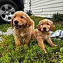 puppy, dog, golden_retriever, grass, outdoor, pet, animal, young, cute, nature, garden, vehicle, tire, blanket, house, window, greenery, fur, mammal, playful