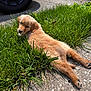 Maple is registered to the contest to win money with this photo: puppy, golden_retriever, dog, grass, sidewalk, outdoor, sunlight, tire, jeep, curious, laying_down, canine, pet, young_animal, nature, fur, paw, backyard, animal, daytime