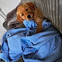 Maple is registered to the contest to win money with this photo: puppy, golden_retriever, dog, blanket, blue_blanket, couch, sofa, cozy, cute, pet, indoor, fluffy, fur, animal, resting, comfort, knitted, textile, home, relaxing