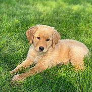 Maple is registered to the contest to win money with this photo: dog, puppy, golden_retriever, grass, outdoor, nature, animal, pet, cute, fluffy, young, laying, green, sunlight, relaxed, adorable, canine, mammal, playful, summer