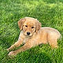 dog, puppy, golden_retriever, grass, outdoor, nature, animal, pet, cute, fluffy, young, laying, green, sunlight, relaxed, adorable, canine, mammal, playful, summer