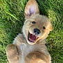 puppy, dog, golden_retriever, grass, outdoor, playful, happy, smiling, cute, fur, pet, animal, young, nature, lying_down, green, ears, tongue, teeth, closeup