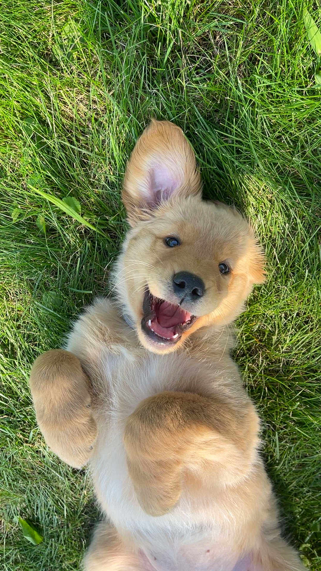 Maple