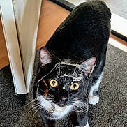 Ace joined the competition — help win amazing prizes! animal, bell, black_and_white, carpet, cat, close_up, collar, curious, door, ears, feline, floor, indoor, messy, pet, tuxedo_cat, web, whiskers, yellow_eyes