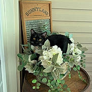 Ace is registered to the contest to win money with this photo: cat, black_cat, flower_arrangement, wooden_barrel, vintage_washboard, porch, greenery, white_flowers, plant_leaves, decor, pet, animal, feline, curious, indoor, wood, rustic, collar, bell, relaxing