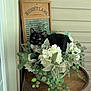 cat, black_cat, flower_arrangement, wooden_barrel, vintage_washboard, porch, greenery, white_flowers, plant_leaves, decor, pet, animal, feline, curious, indoor, wood, rustic, collar, bell, relaxing
