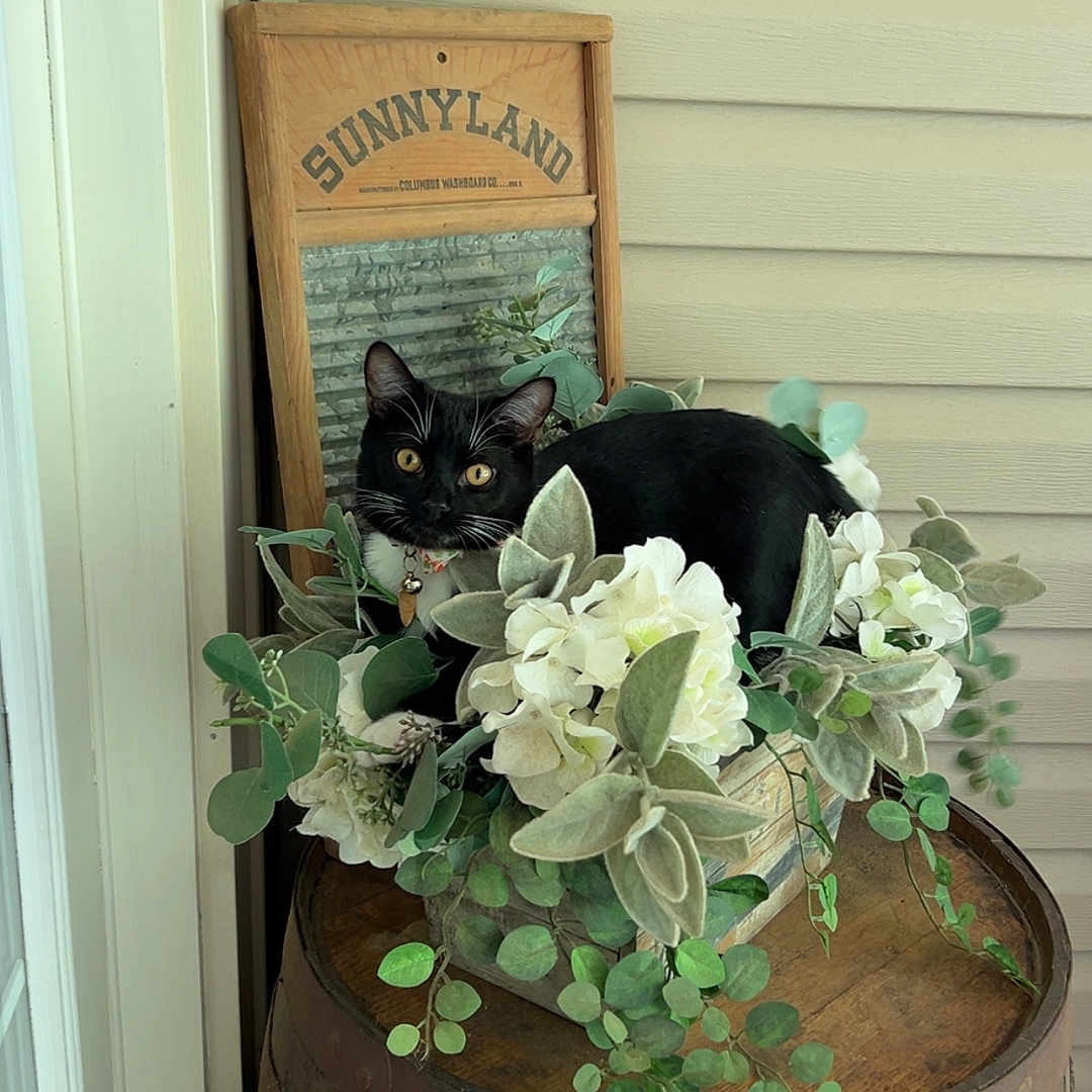 Ace is registered to the contest to win money with this photo: animal, bell, black_cat, cat, collar, curious, decor, feline, flower_arrangement, greenery, indoor, pet, plant_leaves, porch, relaxing, rustic, vintage_washboard, white_flowers, wood, wooden_barrel