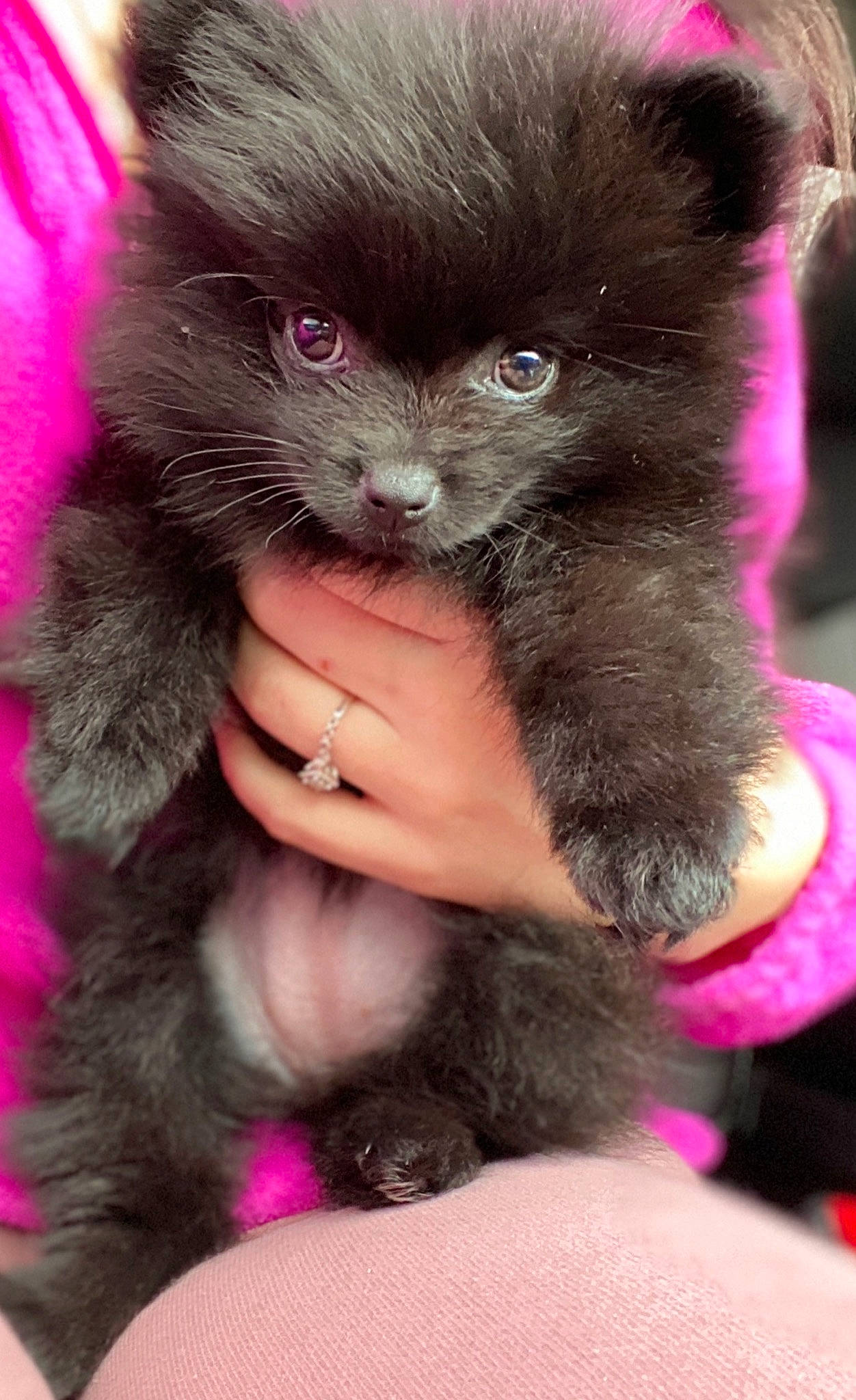 Chanel is registered to the contest to win money with this photo: british_longhair, canidae, carnivore, cat, companion_dog, dog_breed, fawn, fur, kitten, mammal, pink, pomeranian, puppy, spitz, whiskers