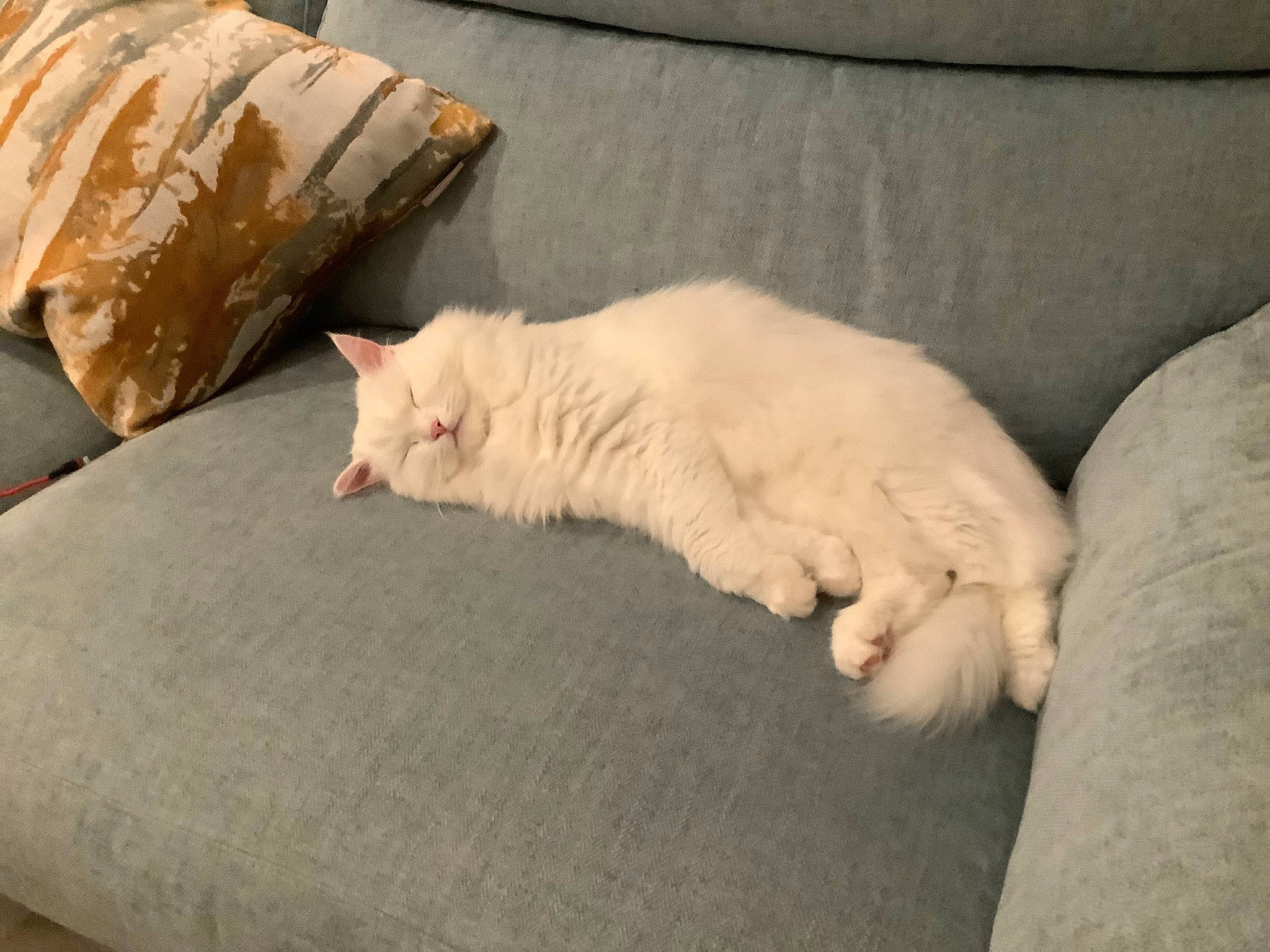 Bunny joined the competition — help win amazing prizes! bedding, carnivore, cat, comfort, duvet, fawn, felidae, flooring, fur, hardwood, linens, nap, paw, small_to_medium_sized_cats, snout, tail, terrestrial_animal, whiskers, wood