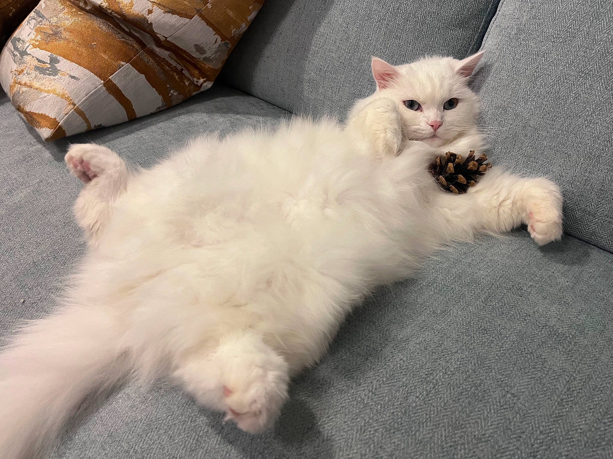 Bunny joined the competition — help win amazing prizes! carnivore, cat, claw, comfort, couch, domestic_short_haired_cat, felidae, fur, paw, pillow, small_to_medium_sized_cats, tail, throw_pillow, whiskers