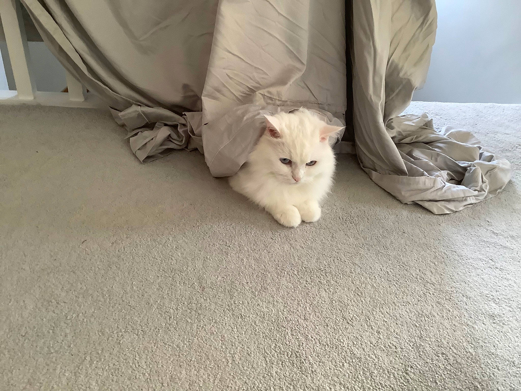 Bunny joined the competition — help win amazing prizes! carnivore, cat, chair, comfort, domestic_short_haired_cat, fawn, felidae, flooring, foot, fur, grey, hardwood, human_leg, linens, paw, sitting, small_to_medium_sized_cats, tail, whiskers, wood