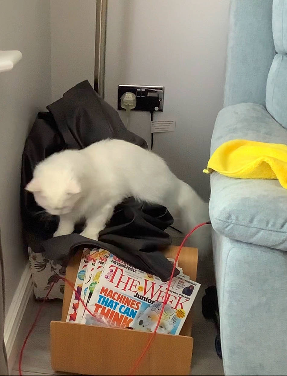 Bunny is registered to the contest to win money with this photo: bed, bedding, box, carnivore, carton, cat, comfort, companion_dog, felidae, fur, lamp, linens, nap, pillow, room, shipping_box, small_to_medium_sized_cats, tail, throw_pillow, whiskers