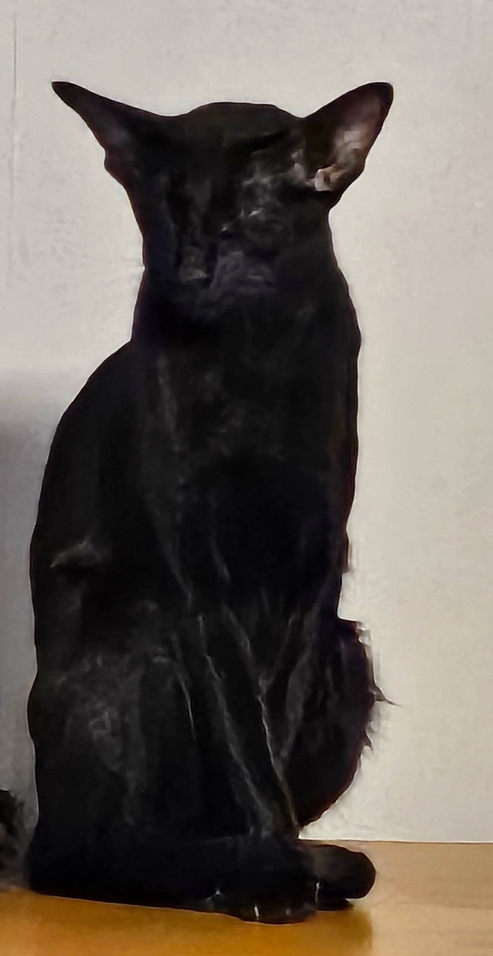 Xya. participe au concours pour gagner de l'argent avec cette photo : alone, animal, black_cat, calm, cat, domestic_animal, ears, feline, floor, indoor, mystery, pet, portrait, quiet, shadow, silhouette, sitting, still, wall, whiskers