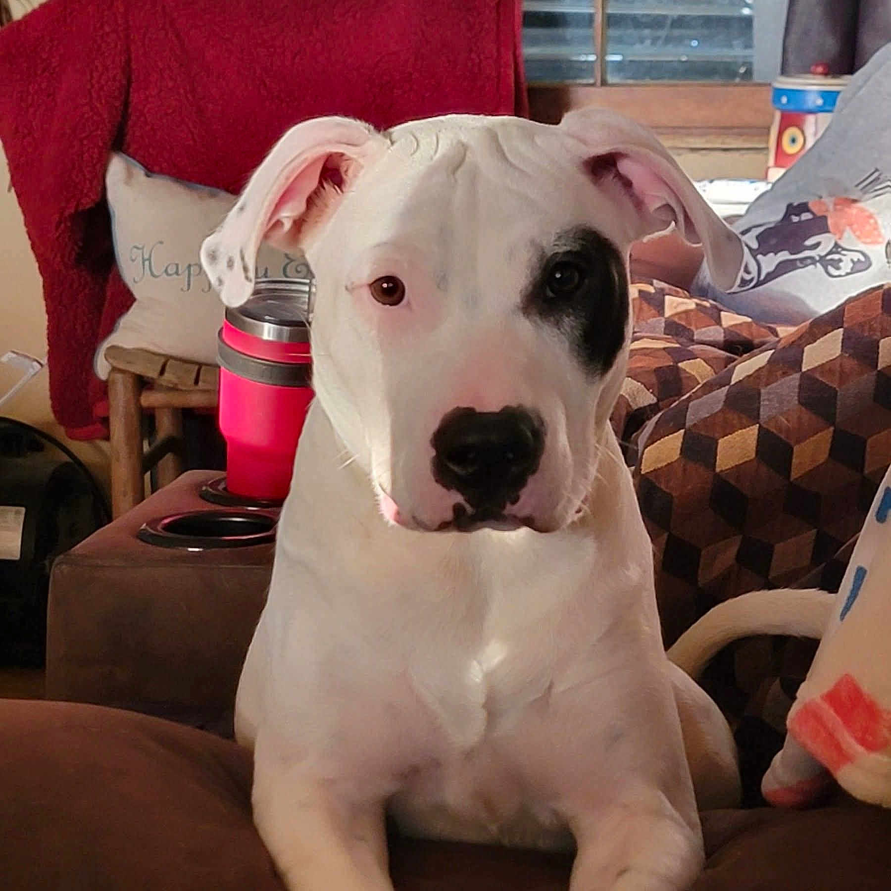 Zeus joined the competition — help win amazing prizes! dog, white_dog, black_patch, couch, indoor, pet, animal, canine, curious, relaxed, pillow, blanket, furniture, ears, face, nose, tail, window, household, domestic