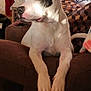 Zeus is registered to the contest to win money with this photo: dog, white_dog, black_patch, couch, living_room, blanket, window, sunlight, pillow, indoor, pet, relaxing, furniture, comfort, brown_couch, animal, domestic, cozy, resting, home