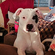 Zeus is registered to the contest to win money with this photo: dog, white_dog, black_patch, pet, indoors, couch, pillow, blanket, window, natural_light, living_room, relaxed, animal, ears, face, nose, front_legs, fur, home_decor, seated