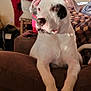 Zeus is registered to the contest to win money with this photo: dog, white_dog, black_patch, couch, indoor, sunlight, relaxed, pet, furniture, blanket, decor, window, chair, cozy, brown, home, animal, domestic, portrait, resting