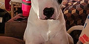 Zeus joined the competition — help win amazing prizes! dog, white_dog, black_patch, couch, indoor, window, blanket, pillow, relaxed, pet, canine, living_room, furniture, home, domestic_animal, resting, ears, snout, front_legs, curious