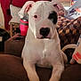 dog, white_dog, black_patch, couch, indoor, window, blanket, pillow, relaxed, pet, canine, living_room, furniture, home, domestic_animal, resting, ears, snout, front_legs, curious