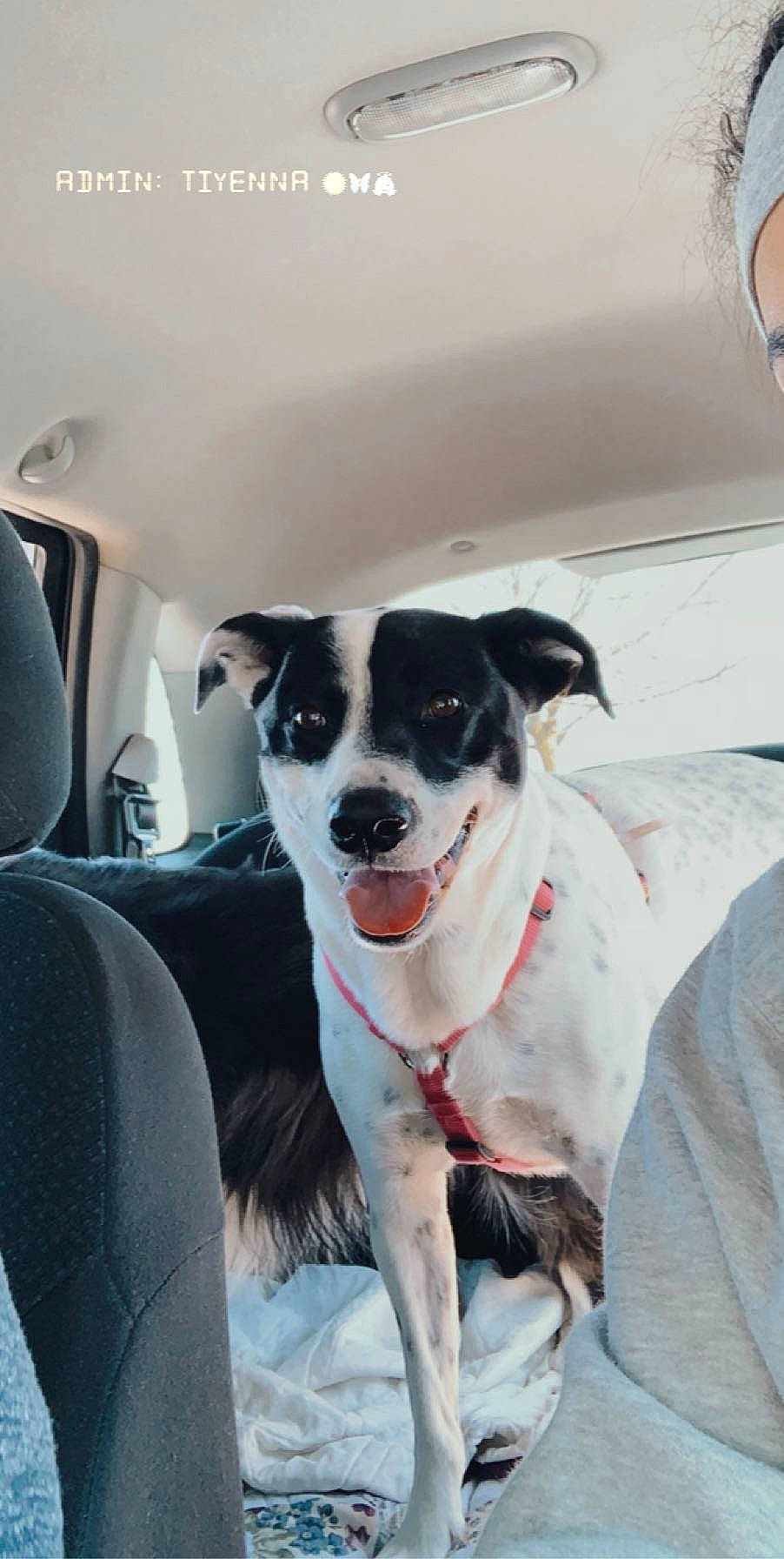 Berkeley is registered to the contest to win money with this photo: canidae, carnivore, companion_dog, danish_swedish_farmdog, dog, dog_breed, feist, mammal, rare_breed_dog, rat_terrier, snout, sporting_group