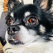 Ikat participe au concours pour gagner de l'argent avec cette photo : carnivoran, chihuahua, companion_dog, dog, dog_breed, dog_breed_group, dog_like_mammal, fur, puppy, snout, whiskers