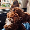 animal, brown_dog, canine, car_interior, close_up, companion, curious, cute, dog, domestic_animal, fluffy_ears, fur, head_tilt, jeans, looking, outdoor_view, pet, portrait, seat, window