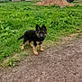 Bear is registered to the contest to win money with this photo: puppy, dog, german_shepherd, grass, dirt_path, house, pickup_truck, sand_pile, cloudy_sky, building, outdoor, yard, pet, animal, mammal, fence, window, door, greenery, rural