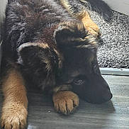 Bear is registered to the contest to win money with this photo: dog, puppy, german_shepherd, lying_down, floor, carpet, indoor, pet, fur, paws, cute, animal, canine, resting, young, brown, black, portrait, side_view, domestic