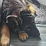 dog, puppy, german_shepherd, lying_down, floor, carpet, indoor, pet, fur, paws, cute, animal, canine, resting, young, brown, black, portrait, side_view, domestic