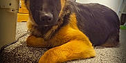 Bear is registered to the contest to win money with this photo: dog, puppy, german_shepherd, carpet, stairs, indoor, pet, animal, fur, ears, paw, brown, black, cute, lying_down, looking, young, domestic_animal, relaxed, curious