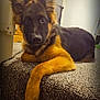 dog, puppy, german_shepherd, carpet, stairs, indoor, pet, animal, fur, ears, paw, brown, black, cute, lying_down, looking, young, domestic_animal, relaxed, curious