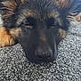 Bear is registered to the contest to win money with this photo: dog, puppy, german_shepherd, sleeping, face, fur, ears, carpet, resting, closeup, pet, animal, cute, adorable, indoor, cozy, napping, young, muzzle, fluffy