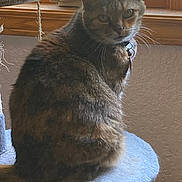 Cocoa is registered to the contest to win money with this photo: cat, tabby, pet, feline, indoor, window, carpeted_cat_tree, fur, whiskers, collar, animal, sitting, curious, domestic, mammal, closeup, natural_light, cozy, household, resting