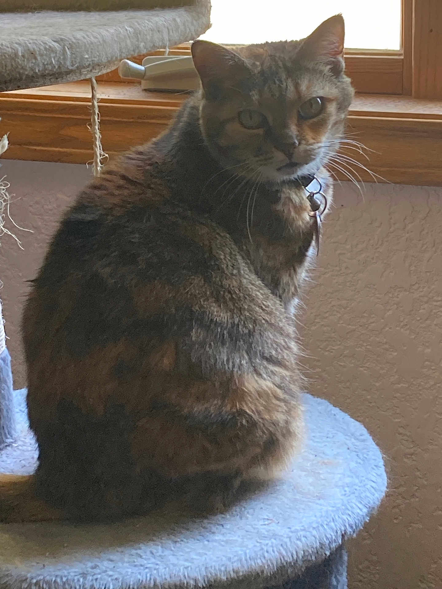 Cocoa