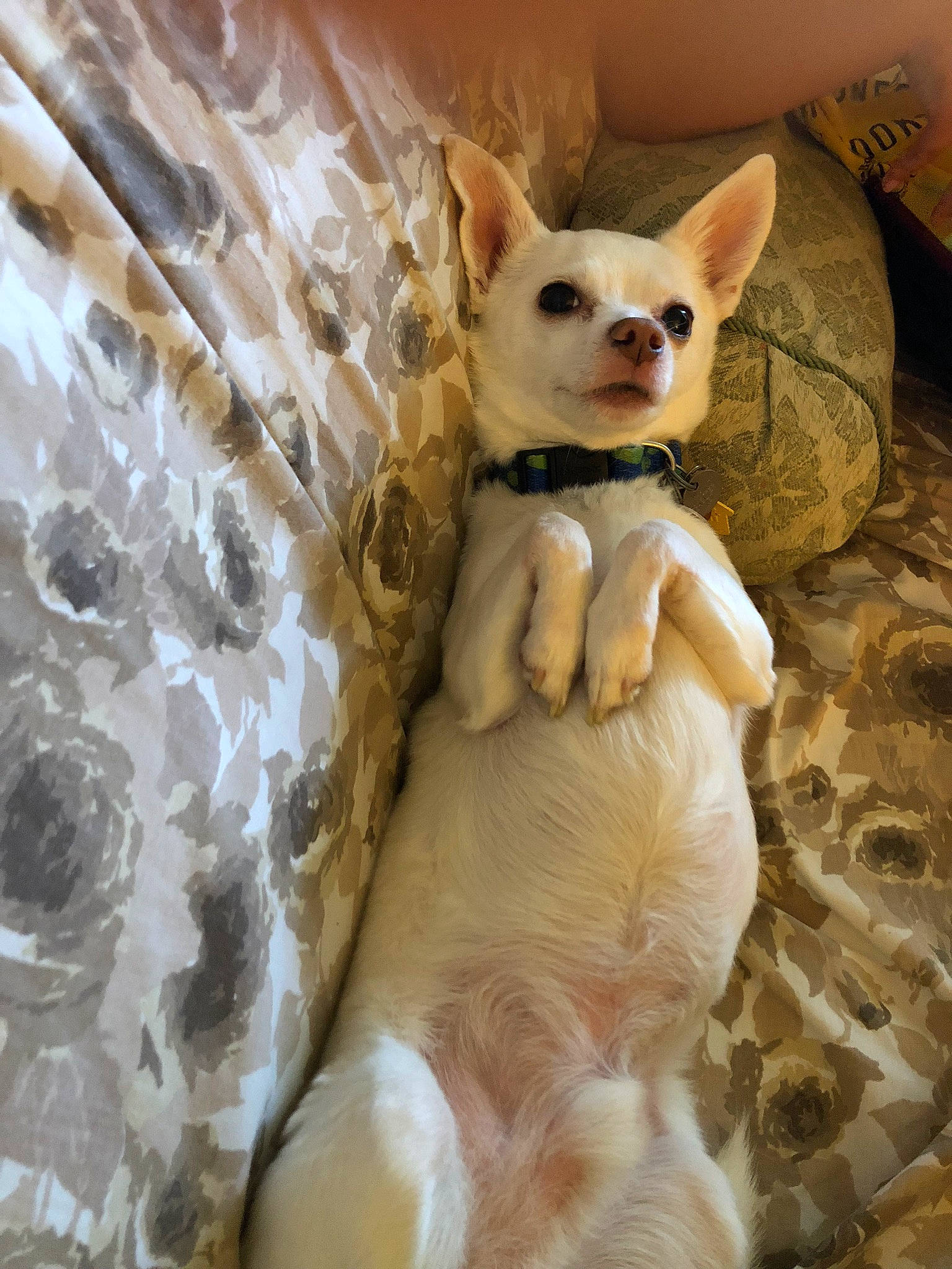 Shiloh joined the competition — help win amazing prizes! canidae, carnivore, cat, companion_dog, dog_breed, fawn, felidae, fur, paw, sitting, small_to_medium_sized_cats, snout, tail, terrestrial_animal, toy_dog, whiskers, wildlife, wood