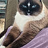alert, animal, black_and_white, blanket, blue_eyes, brown_fur, cat, chair, face, home, indoors, lounging, pet, portrait, purple_blanket, siamese_cat, sitting, social_media, whiskers, window