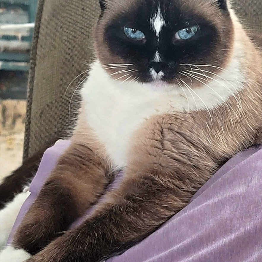 Izzy